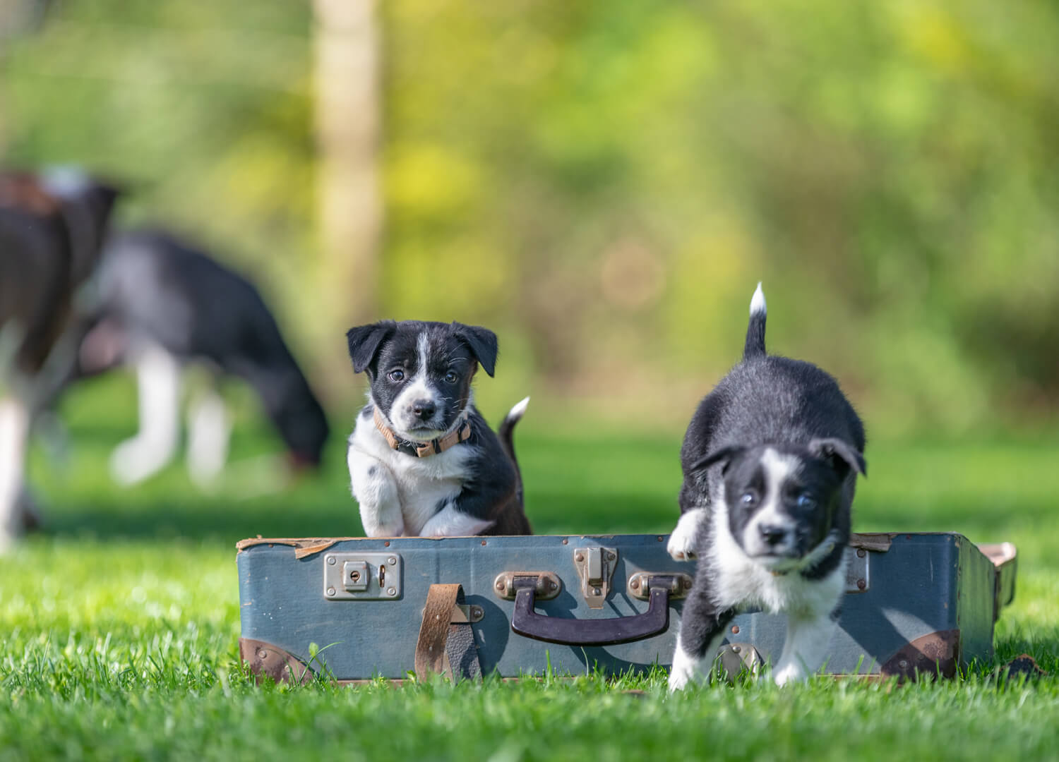 Wildlife & Pets